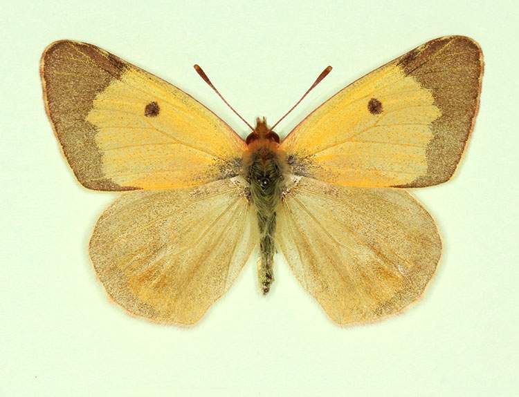 Colias croceus male (aberrant form nov) (Internet Image property of respective owner, non-commercial use only)